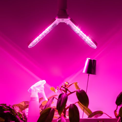 Фитолампа для растений светодиодная GREEN LINE ФИТО-20W-PL-E27-GR 2-х лепестковая красно-синего спектра 24 Вт Е27 | код Б0064517 | ЭРА фото 4 Фитолампа для растений светодиодная GREEN LINE ФИТО-20W-PL-E27-GR 2-х лепестковая красно-синего спектра 24 Вт Е27 | код Б0064517 | ЭРА фото 4